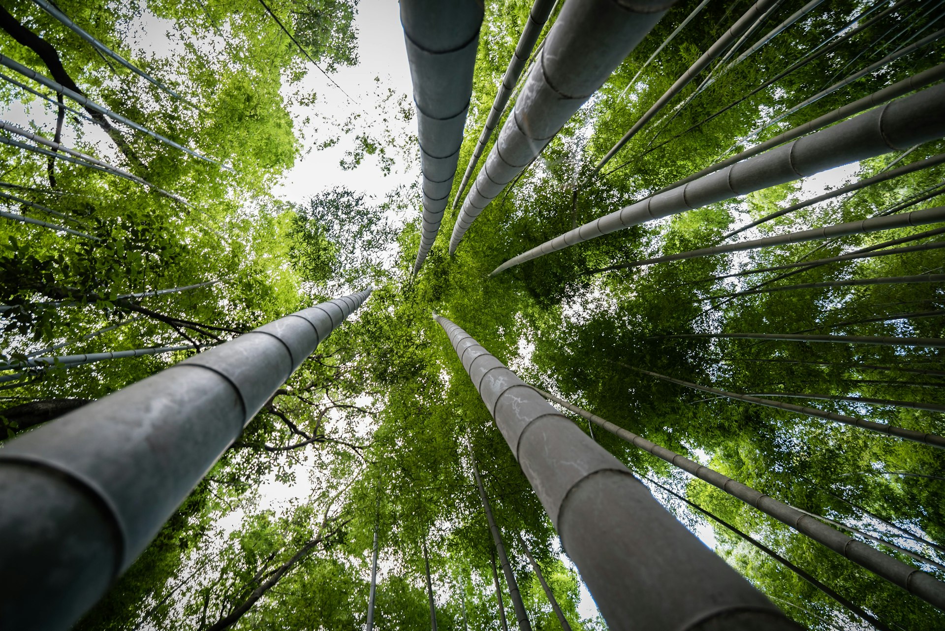 Unlocking Climate Finance: How Green Bonds Are Powering Environmental Progress
